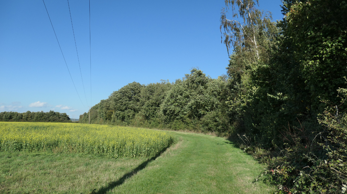 Nos grandes Forêts - 3
