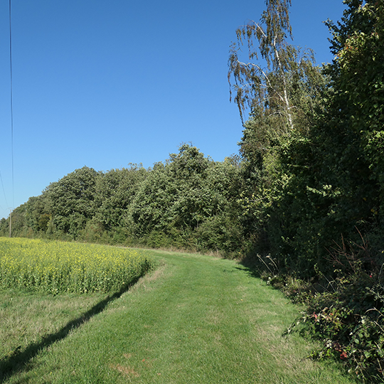 Forêt d'Etampes 91