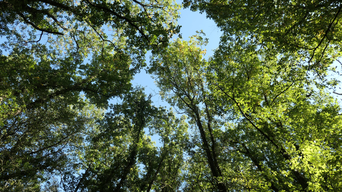 Nos grandes Forêts - 1