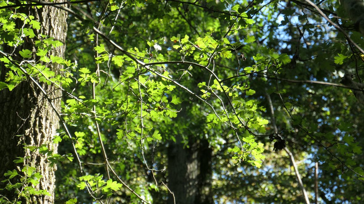 Nos grandes Forêts - 4