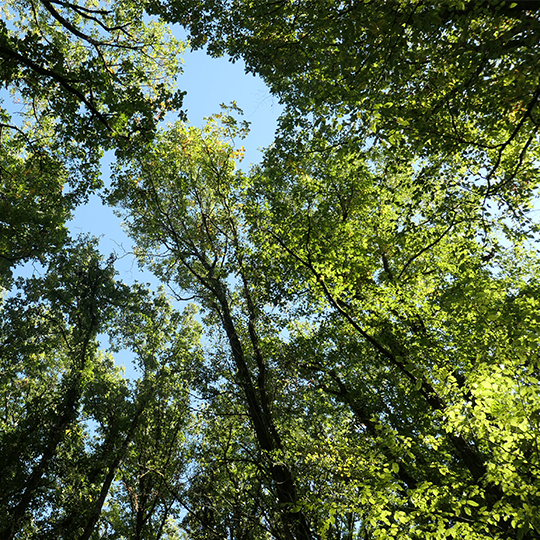 Nos grandes Forêts