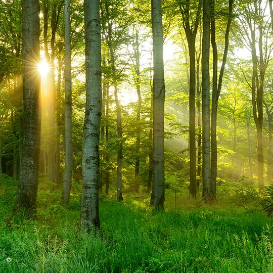 Répondre aux besoins des clients et les anticiper shot of sun through trees in a forest