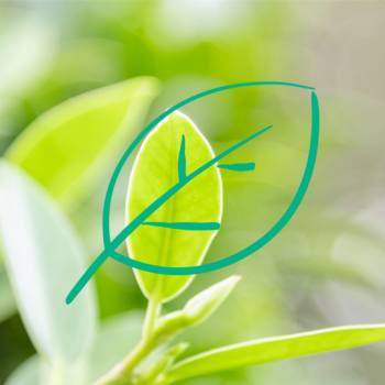 Partenariat : nos grandes forêts